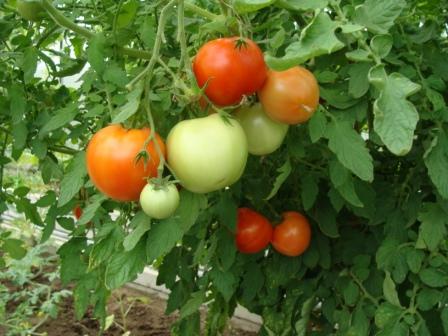 Как вырастить помидорное дерево в домашних условиях фото пошагово