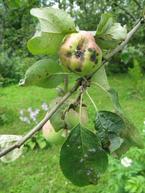 Борьба с паршой яблонь