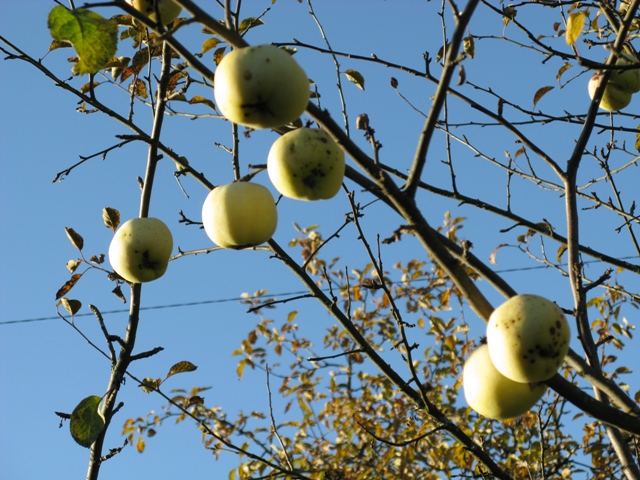 Борьба с паршой яблонь