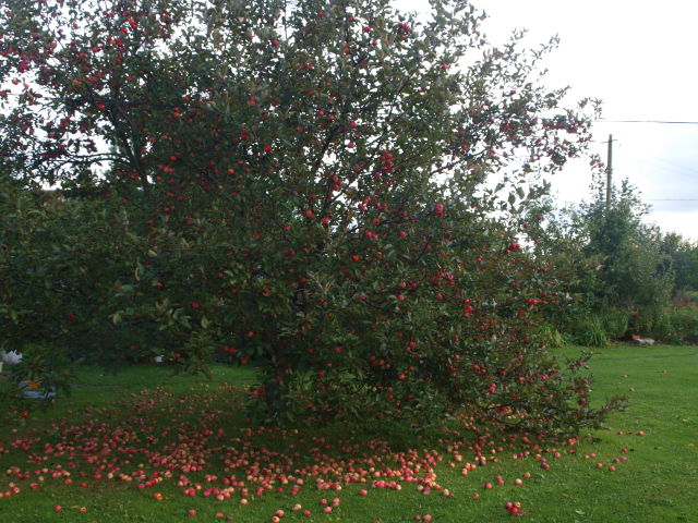 Сорта декоративных яблонь