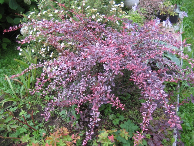 барбарис  thunbergii «Rose Glow»