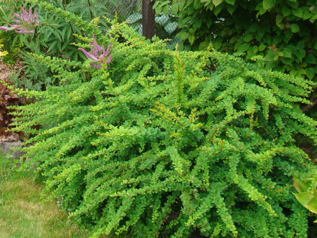 Барбарис green carpet