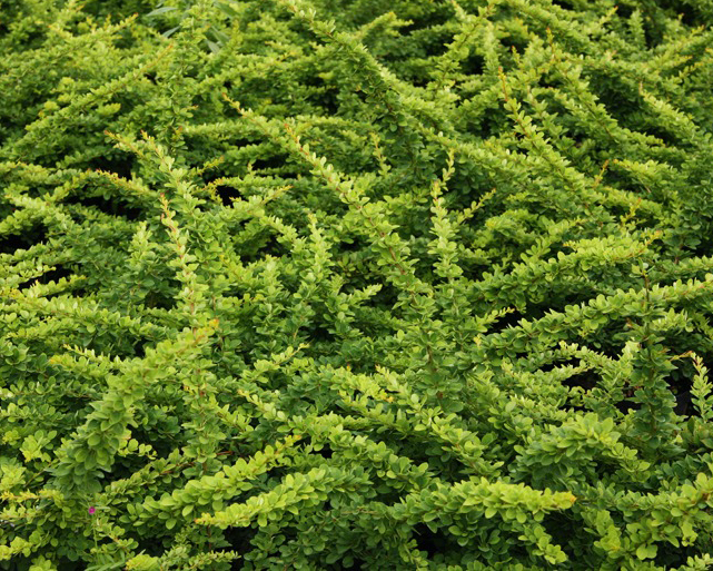 Барбарис green carpet