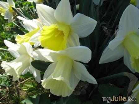 Trumpet Daffodils